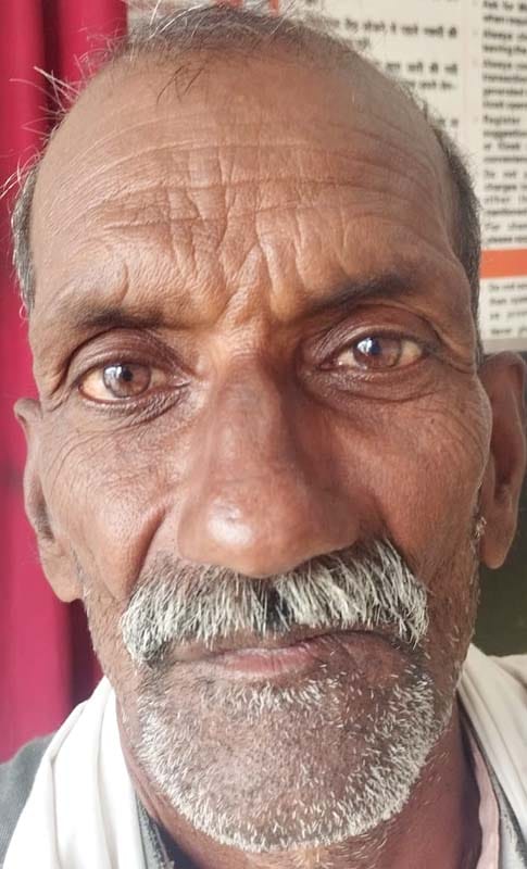 उझानी में पालतू पशुओं से चरवाते गोभी की फसल। संवाद