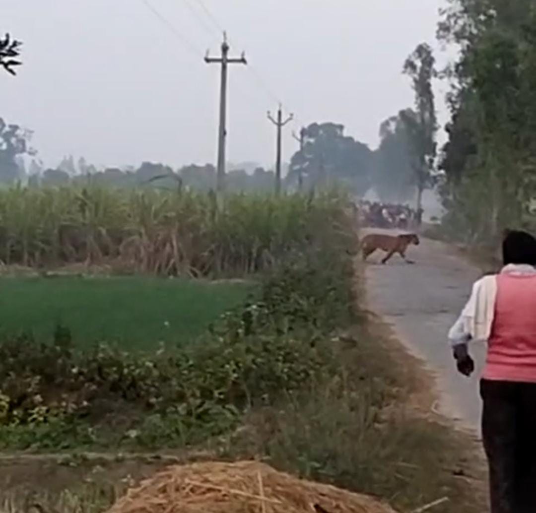 भीमपुर नौगजा गांव में बाघ की मौजूदगी के बाद लगी भीड़ । स्रोत - ग्रामीण