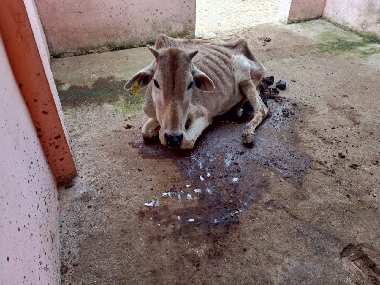 बिना चारे के खाली पड़ी चरनी स्रोत:संवाद बिना चारे के खाली पड़ी चरनी स्रोत:संवाद