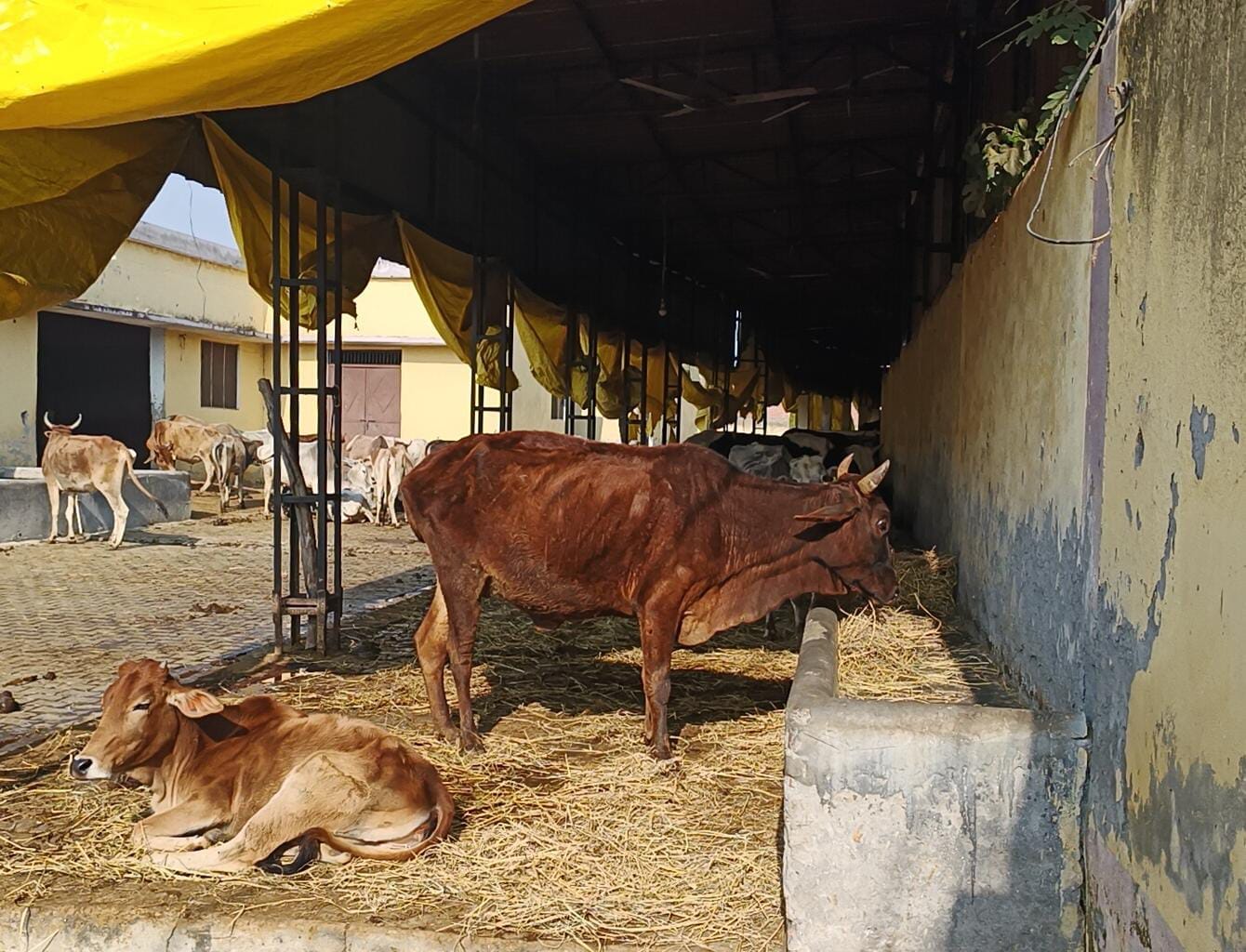 गो आश्रय स्थल की टीन शेड पर ढकने का कोई इंतजाम नही किया गया । संवाद गो आश्रय स्थल की टीन शेड पर ढकने का कोई इंतजाम नही किया गया । संवाद