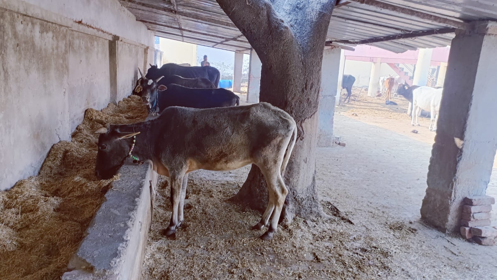 गो आश्रय स्थल की टीन शेड पर ढकने का कोई इंतजाम नही किया गया । संवाद गो आश्रय स्थल की टीन शेड पर ढकने का कोई इंतजाम नही किया गया । संवाद