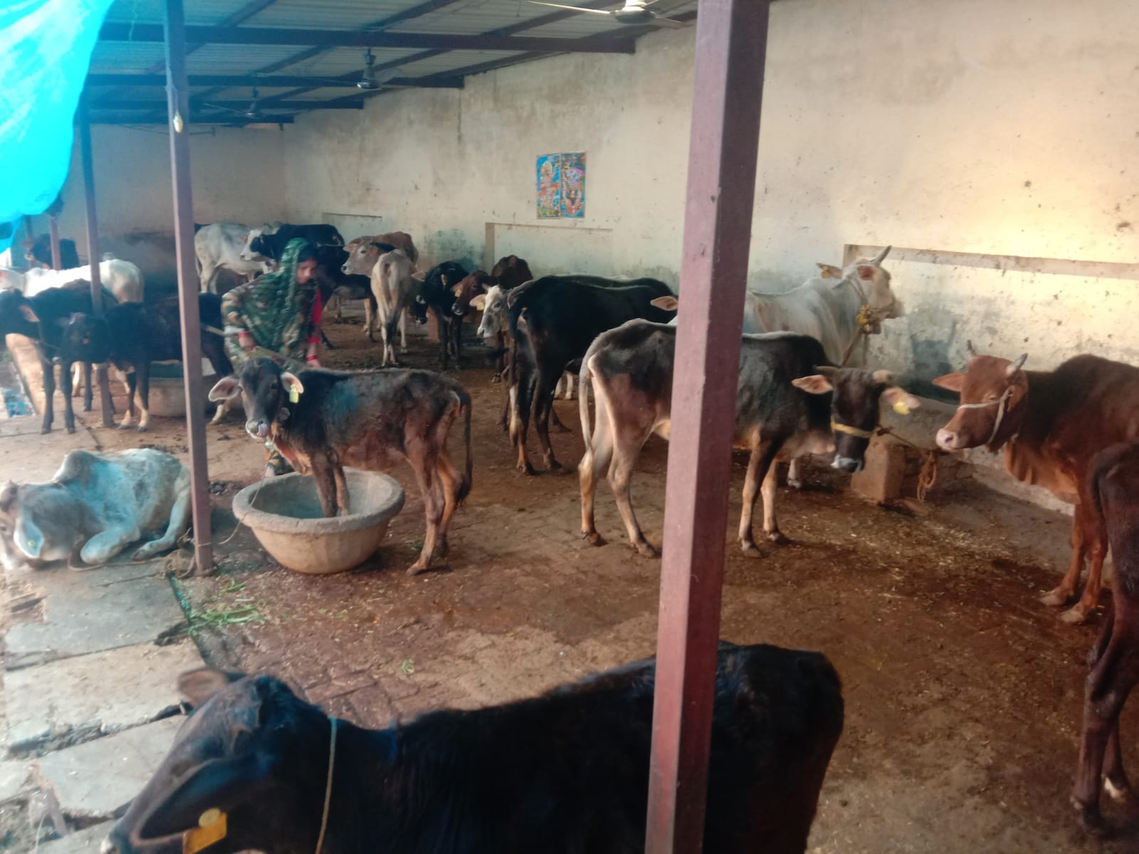 गो आश्रय स्थल की टीन शेड पर ढकने का कोई इंतजाम नही किया गया । संवाद गो आश्रय स्थल की टीन शेड पर ढकने का कोई इंतजाम नही किया गया । संवाद