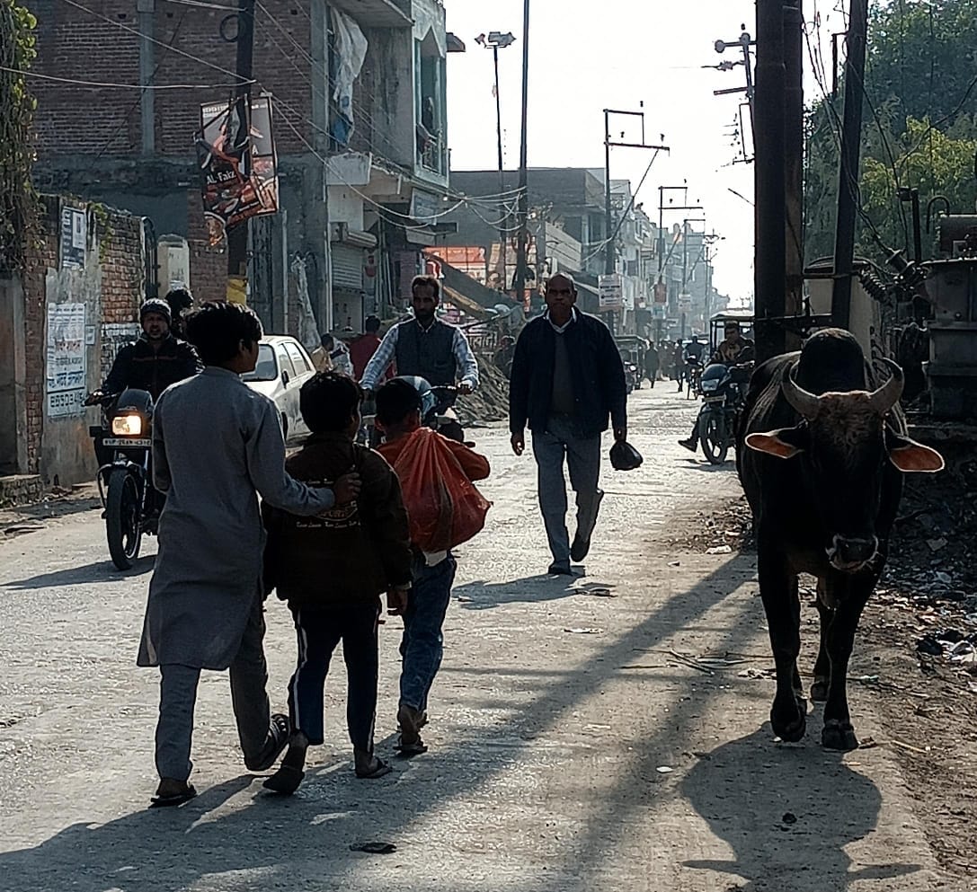 मंडी में विचरण करते छुटटा पशु । संवाद