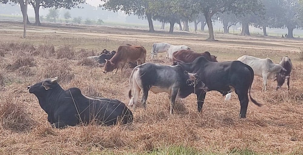 गडवारा के तिरखोरी में खेत की रखवाली को आग जलाकर बैठे किसान राम कृपाल व महेश वर्मा 11. 00 बजे। स गडवारा के तिरखोरी में खेत की रखवाली को आग जलाकर बैठे किसान राम कृपाल व महेश वर्मा 11. 00 बजे। स