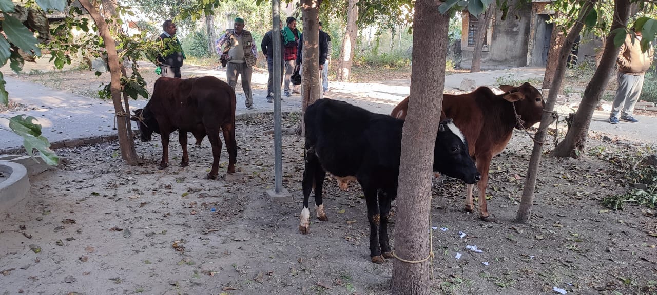 ब्लॉक परिसर में छुट्टा पशुओं को ट्रैक्टर ट्राली में भरकर पहुंचे भाकियू अराजनैतिक कार्यकर्ता ने ब्लॉक परिसर में छुट्टा पशुओं को ट्रैक्टर ट्राली में भरकर पहुंचे भाकियू अराजनैतिक कार्यकर्ता ने