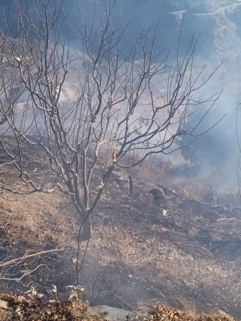 चंबा में सलूणी की डांड पंचायत के जंगल में लगी आग को बुझाते स्थानीय लोग।संवाद चंबा में सलूणी की डांड पंचायत के जंगल में लगी आग को बुझाते स्थानीय लोग।संवाद