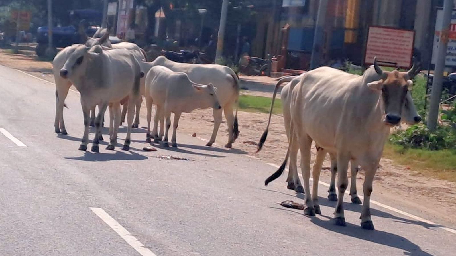 छुट्टा पशुओं को पकड़ते सीडीओ केशव कुमार।स्रोत-प्रशासन