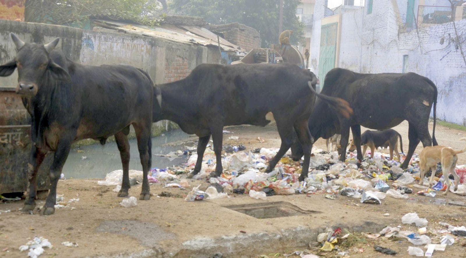 छुट्टा पशुओं को पकड़ते सीडीओ केशव कुमार।स्रोत-प्रशासन