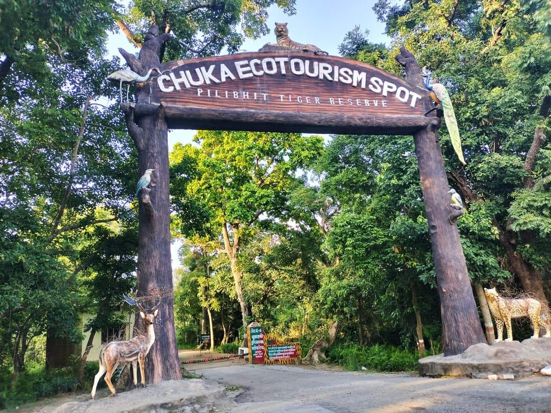 जंगल में विचरण करता बाघ । स्रोत - पर्यटक