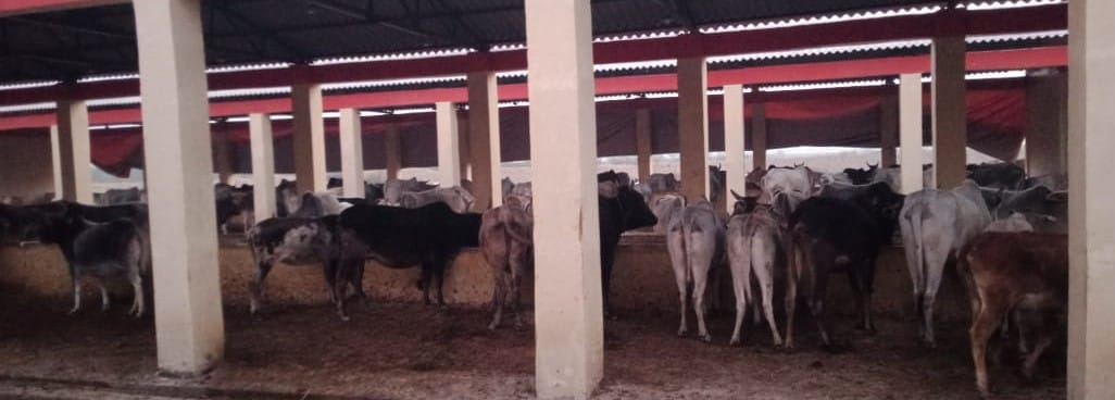 जैतीपुर की अगरोली गोशाला में खुले में घूमती गाय। संवाद