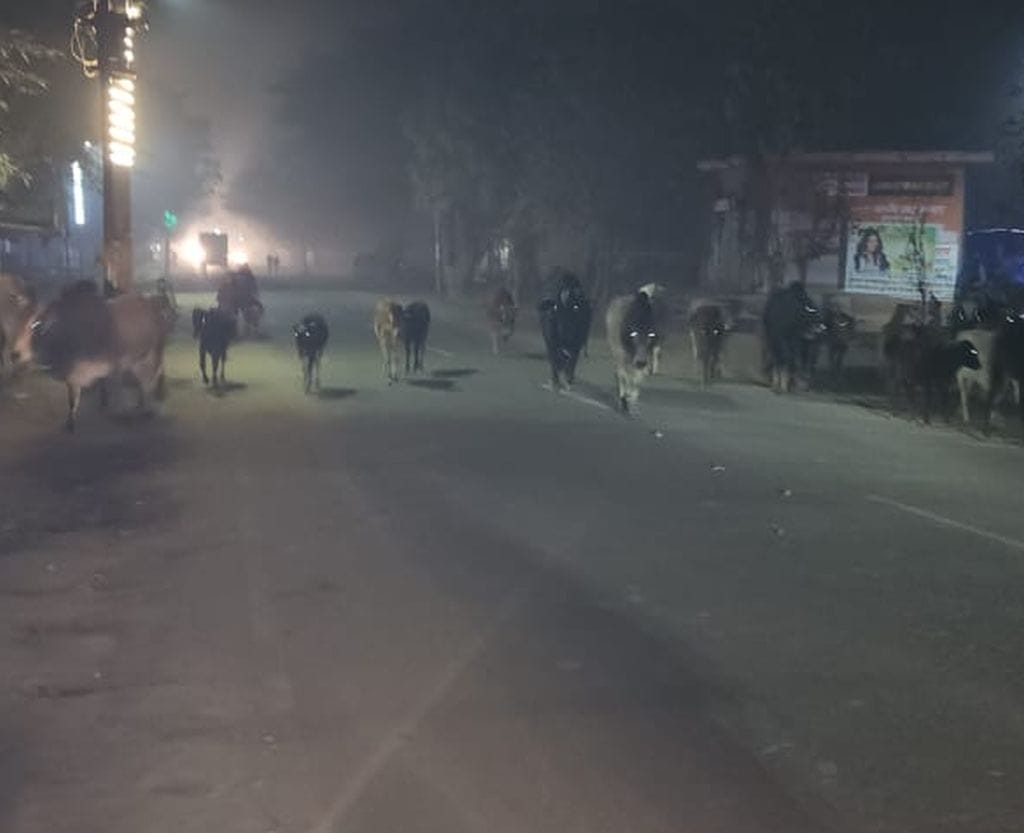 शहर में घूमते छुट्टा गोवंश। संवाद