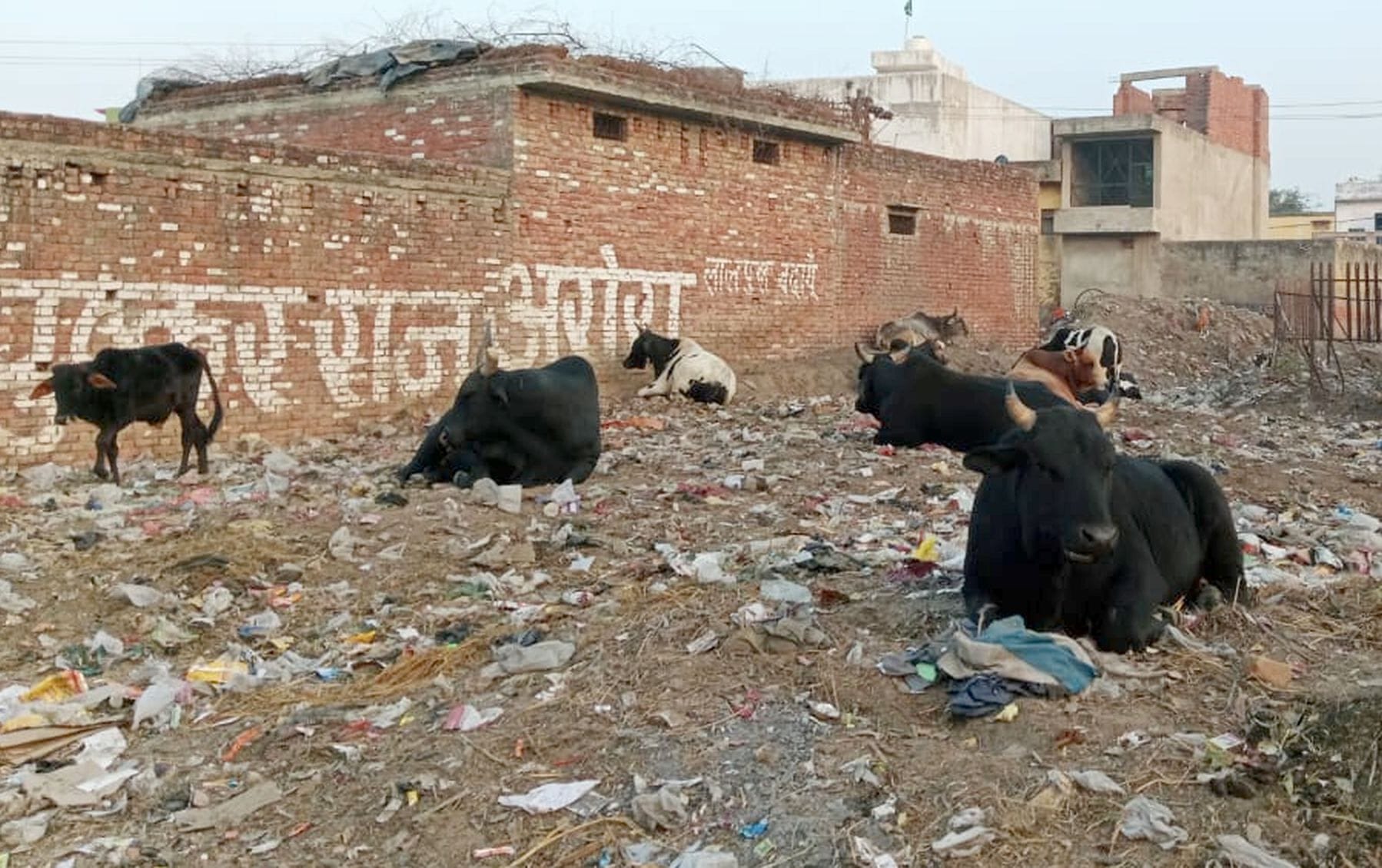 शहर में घूमते छुट्टा गोवंश। संवाद