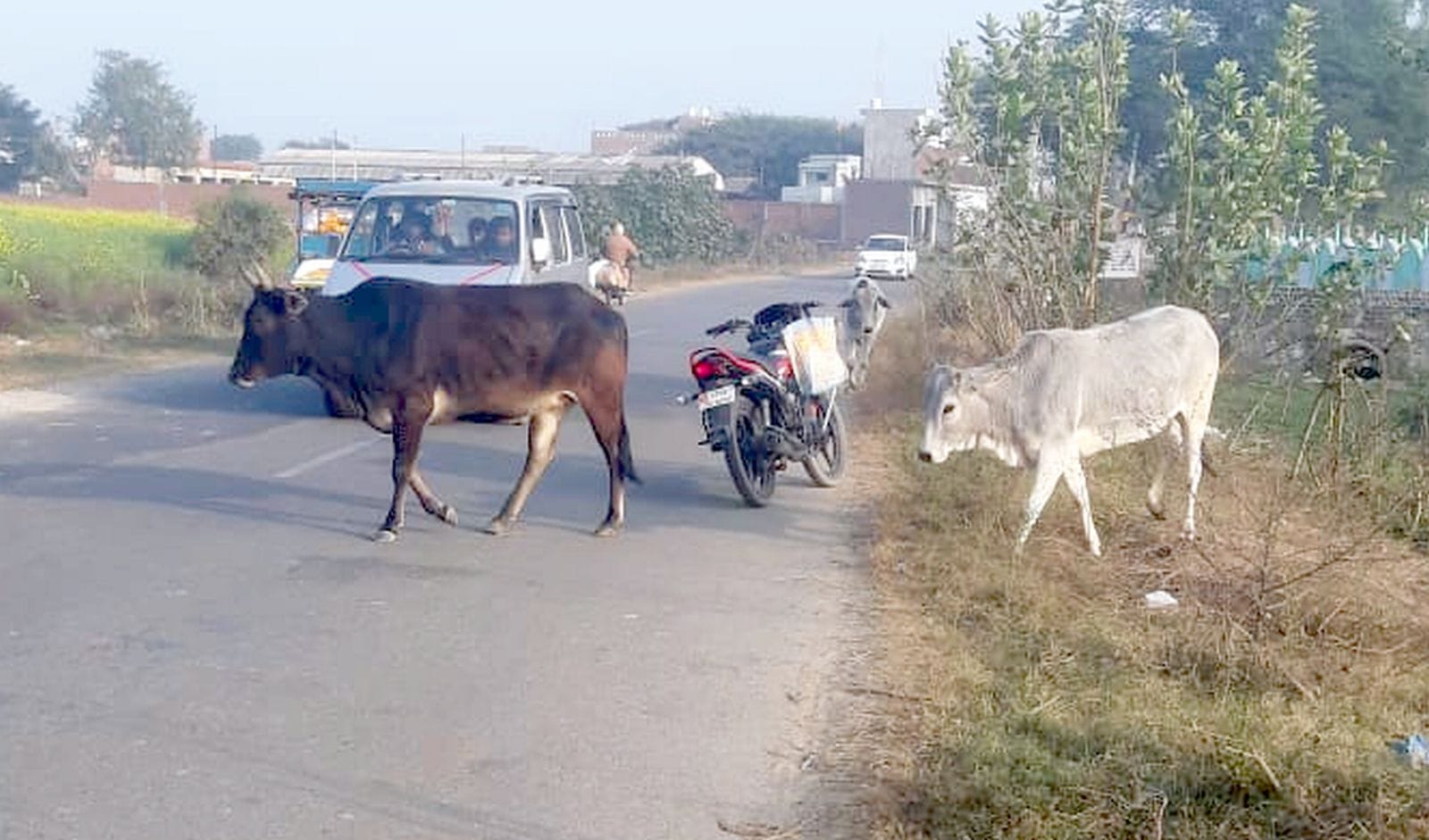 शहर में घूमते छुट्टा गोवंश। संवाद