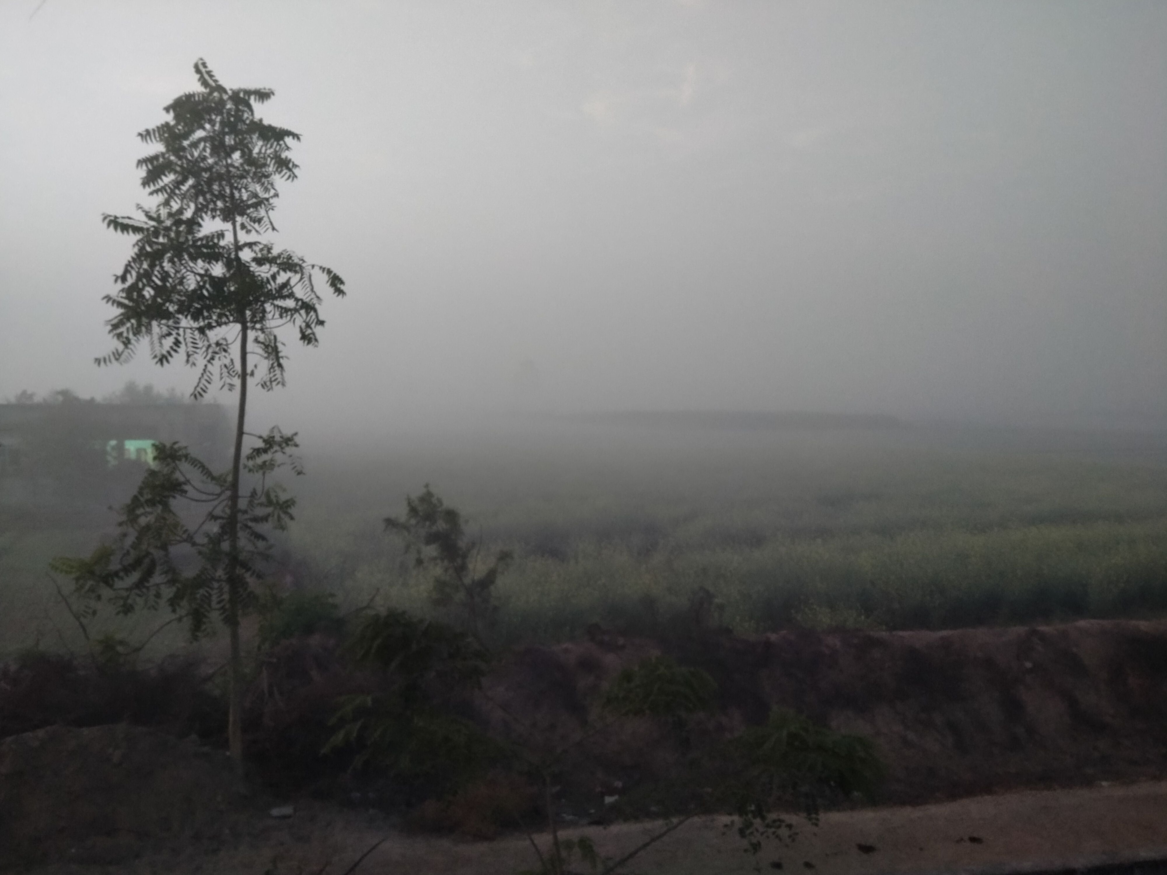 03जेएनडी20 : लगातार शीतलहर चलने से फसलों के कुछ पत्ते पीले पड़ने लगे। संवाद