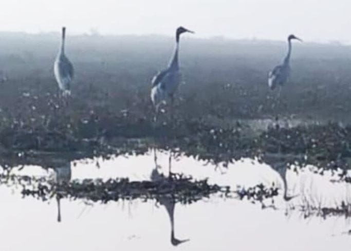 पक्षियों की निगरानी के लिए बना वॉच टावर।। संवाद।