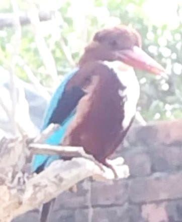 पक्षियों की निगरानी के लिए बना वॉच टावर।। संवाद।