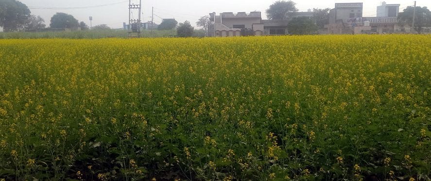 12जेएनडी15: खेतों में खिली सरसों की फसल। संवाद 12जेएनडी15: खेतों में खिली सरसों की फसल। संवाद
