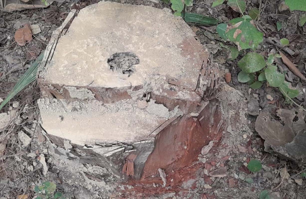 खुटार रेंज की सिहुरा वीट में काटे गए पेड़। संवाद