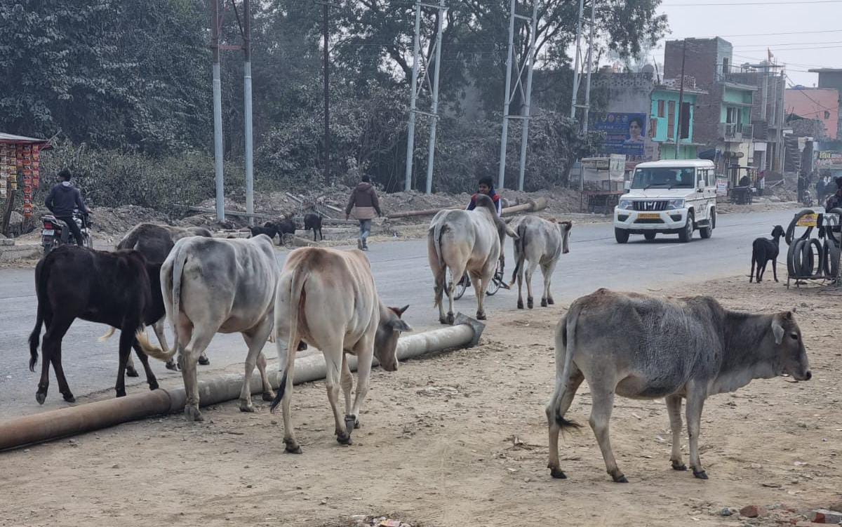 बीसलपुर कें गांव नांद की साधन सहकारी ामिति के पास घूमते छुटृटा पशु । स्रोत - ग्रामीण