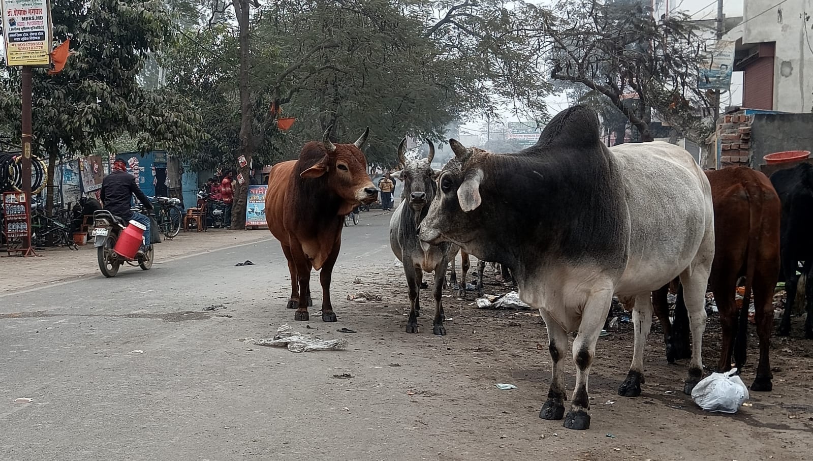 बीसलपुर कें गांव नांद की साधन सहकारी ामिति के पास घूमते छुटृटा पशु । स्रोत - ग्रामीण