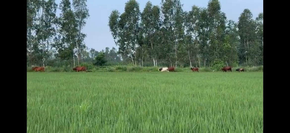 बीसलपुर कें गांव नांद की साधन सहकारी ामिति के पास घूमते छुटृटा पशु । स्रोत - ग्रामीण
