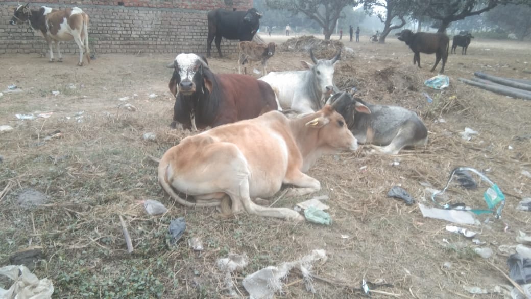 बीसलपुर कें गांव नांद की साधन सहकारी ामिति के पास घूमते छुटृटा पशु । स्रोत - ग्रामीण