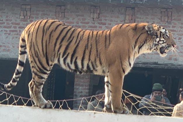 रेस्क्यू वाहन में पिंजरा नादते वनकर्मी । संवाद रेस्क्यू वाहन में पिंजरा नादते वनकर्मी । संवाद
