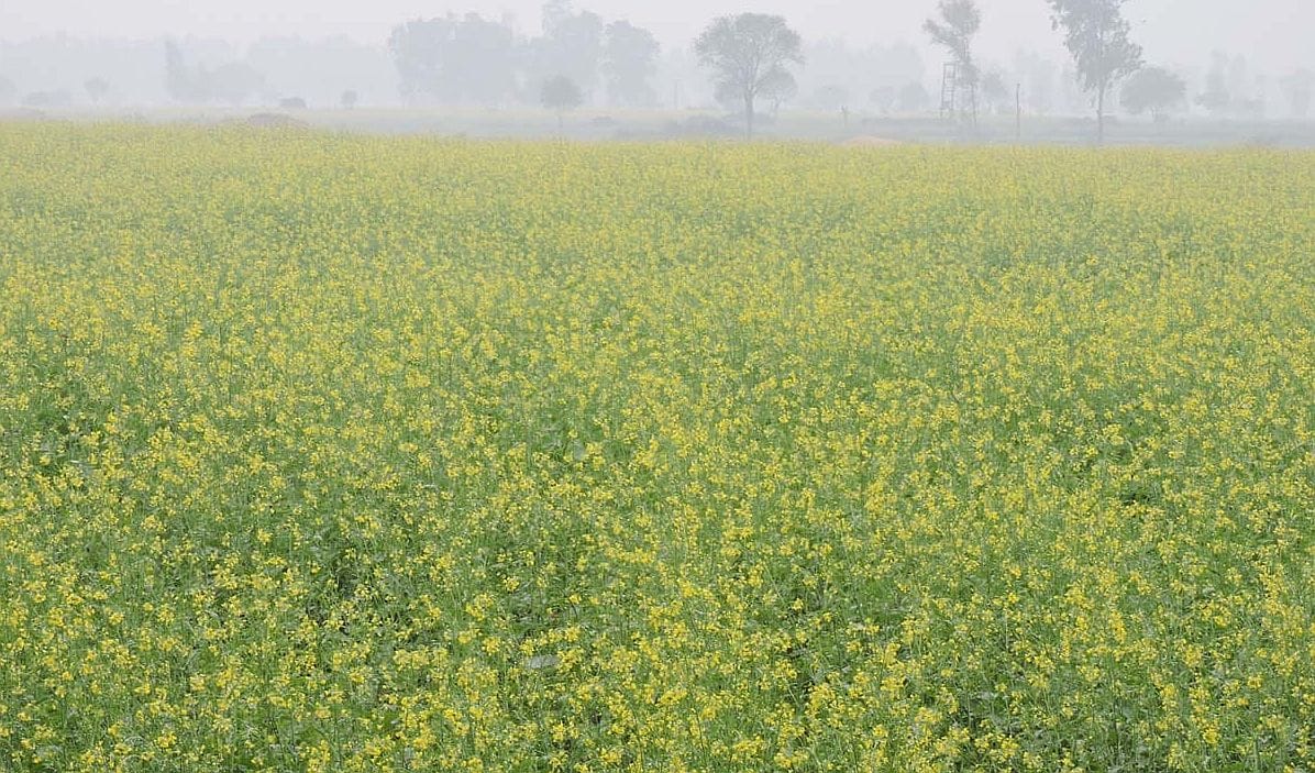 28जेएनडी40 : खेतों में लहलहाती सरसों की फसल। संवाद