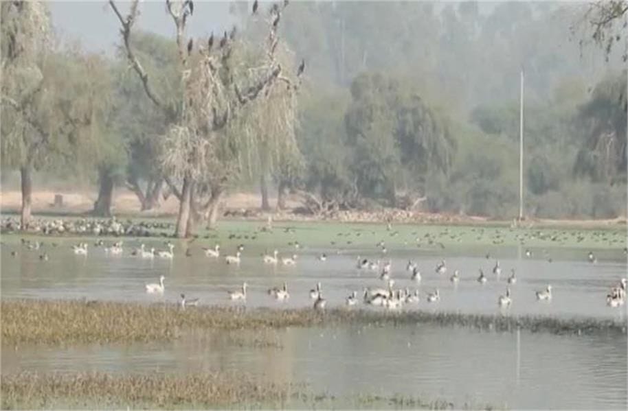 01जेएनडी05 : गांव कालवन के पक्षी विहार केंद्र में उड़ान भरते विदेशी पक्षी। संवाद