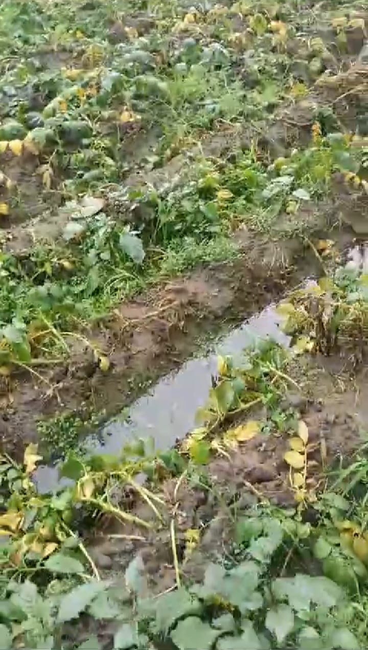बारिश में छाता लगाकर स्कूल से लौटते बच्चे । संवाद