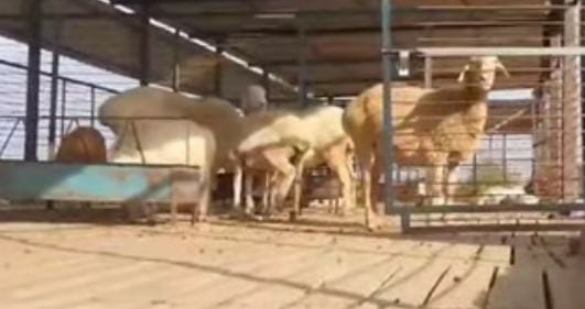 रेवाड़ी। फार्म हाउस में पक्षी को पकड़ते काशीराम । संवाद