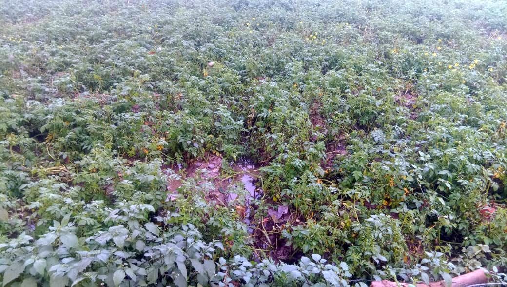 छेकवा गांव के तराई इलाके में बारिश से ओलावृष्टि से खराब फसल। संवाद छेकवा गांव के तराई इलाके में बारिश से ओलावृष्टि से खराब फसल। संवाद