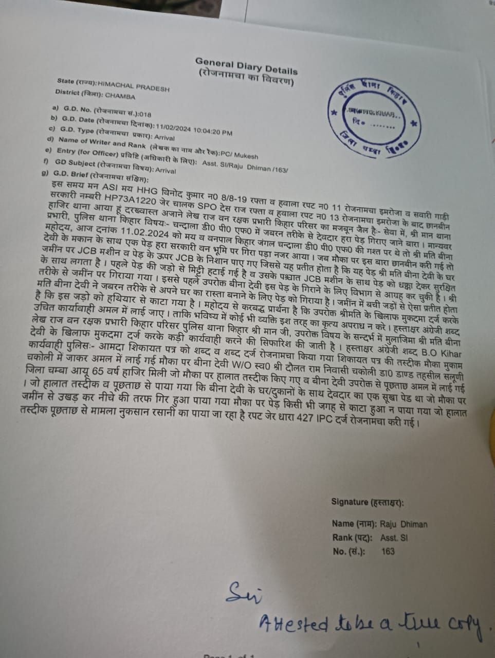 किहार वन बीट में घर के रास्ते के लिए काटा गया यह देवदार का पेड़:संवाद किहार वन बीट में घर के रास्ते के लिए काटा गया यह देवदार का पेड़:संवाद