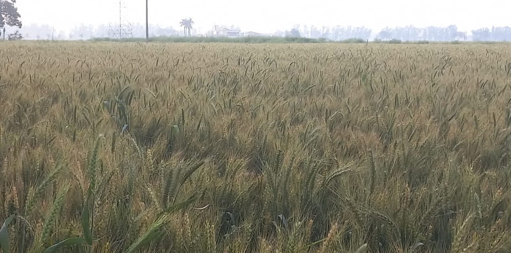 इस्माईलाबाद। अनाज मंडी मार्केट कमेटी कार्यालय में धरना प्रदर्शन के दौरान नारेबाजी करते आढ़ती।