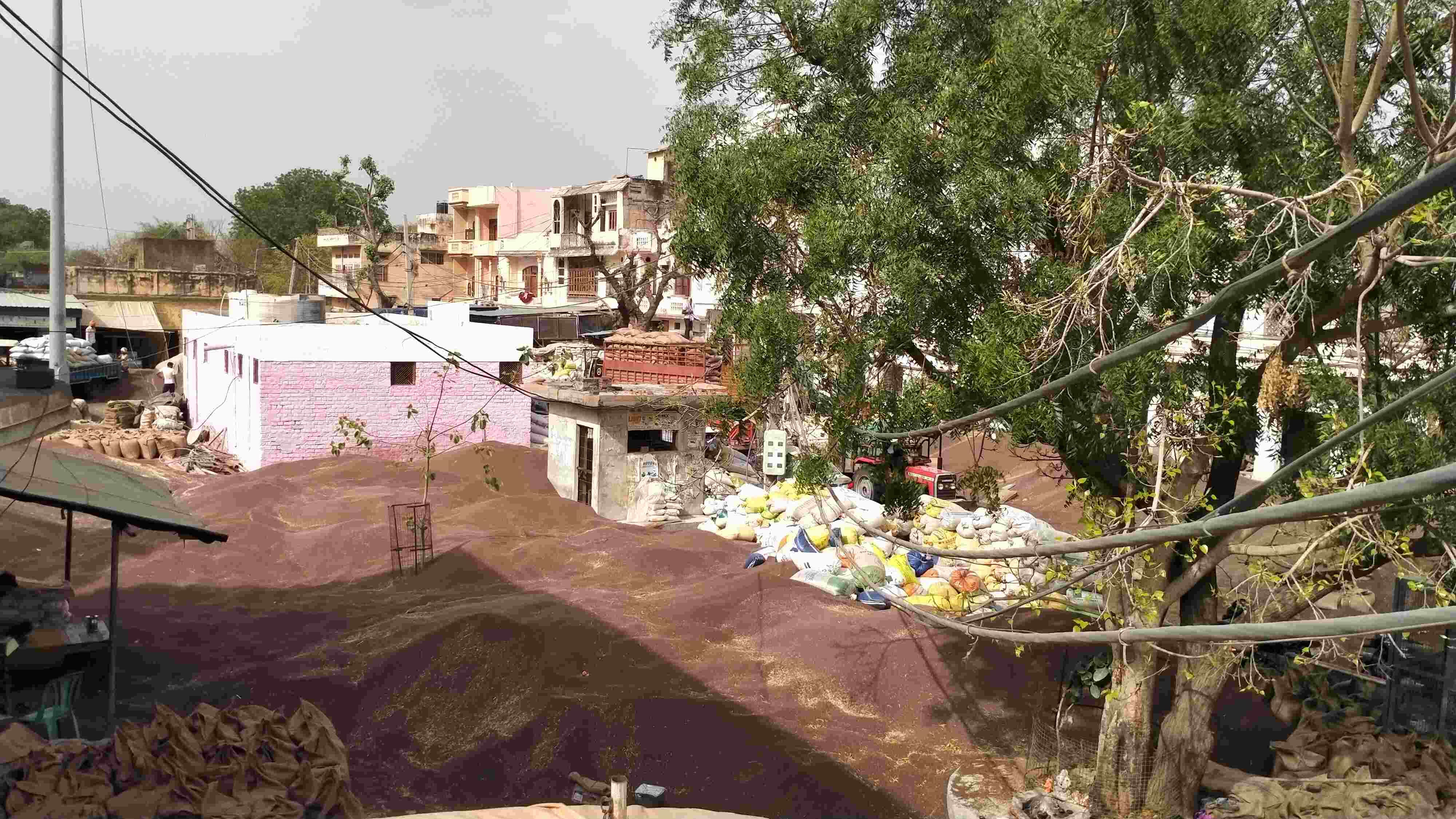 फोटो संख्या:76- अनाज मंडी महेंद्रगढ़ में लगी सरसों की ढ़ेरी व बारदाने में रखा सरसों--स्रोत--संव फोटो संख्या:76- अनाज मंडी महेंद्रगढ़ में लगी सरसों की ढ़ेरी व बारदाने में रखा सरसों--स्रोत--संव