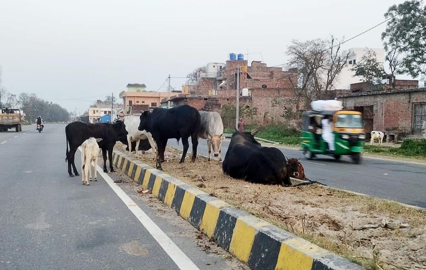 उझानी में अस्पताल गेट के पास कूड़ेदान के पास छिलके खाता सांड़। संवाद