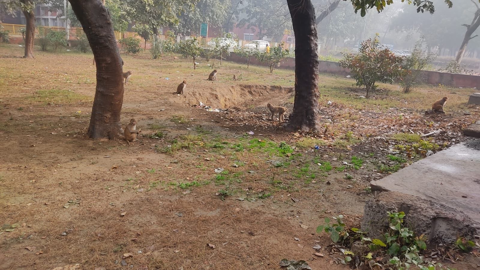 14जेएनडी11 : नागरिक अस्पताल के पार्क में घूमते बंदरों के झुंड। संवाद 14जेएनडी11 : नागरिक अस्पताल के पार्क में घूमते बंदरों के झुंड। संवाद