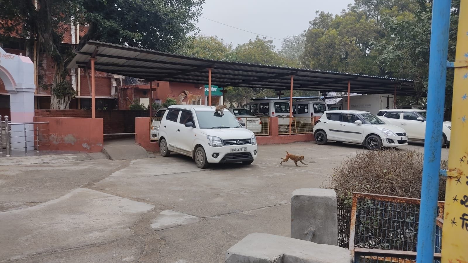 14जेएनडी11 : नागरिक अस्पताल के पार्क में घूमते बंदरों के झुंड। संवाद 14जेएनडी11 : नागरिक अस्पताल के पार्क में घूमते बंदरों के झुंड। संवाद