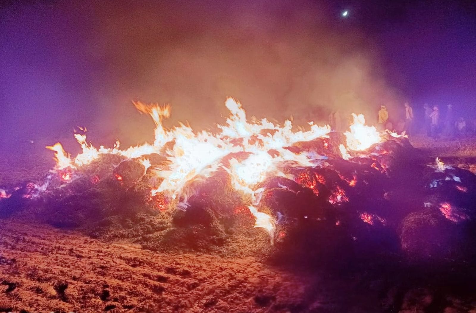 बगरैन क्षेत्र के गाँव रानी गौटिया में आग से जली गेंहू की फसल। संवाद