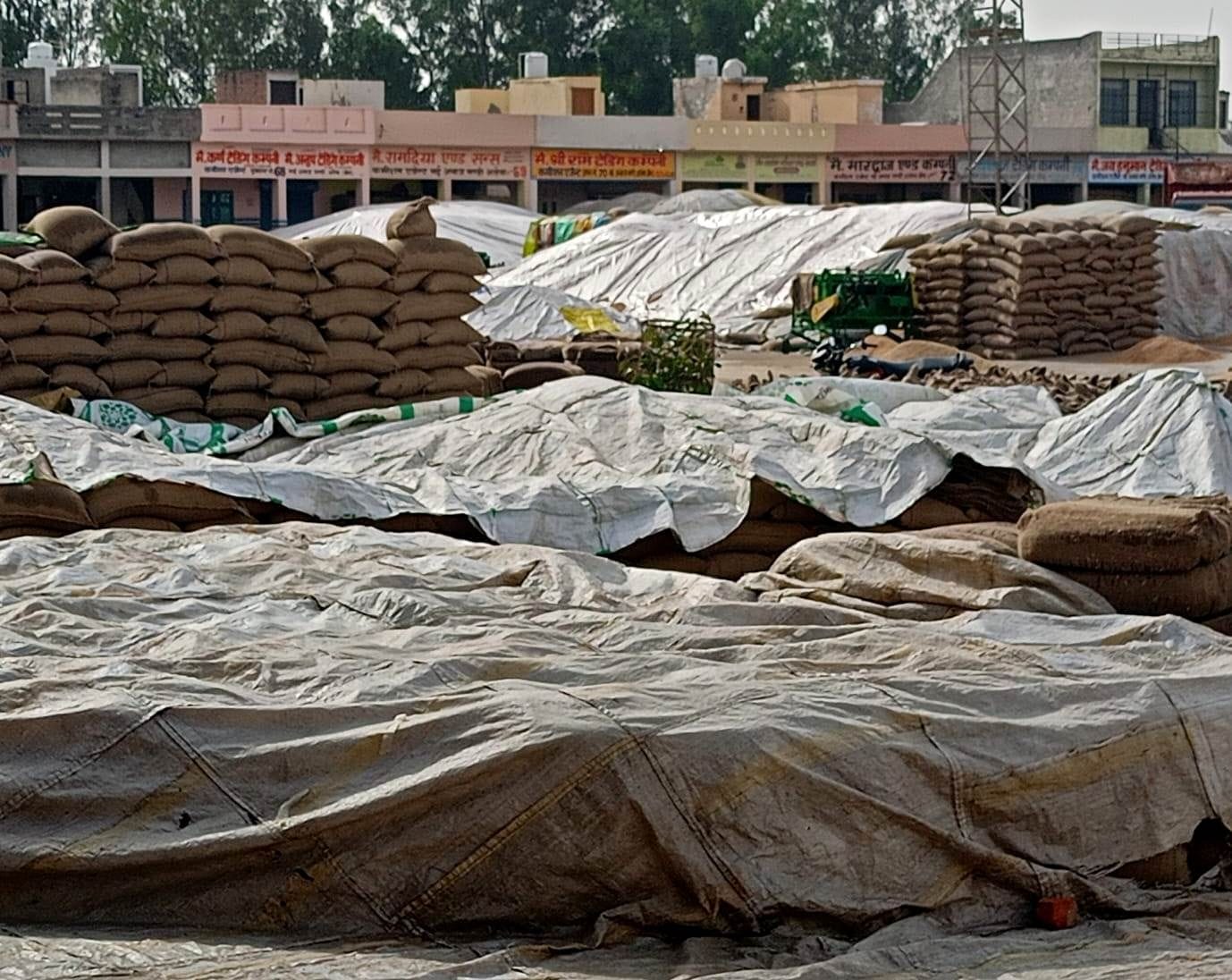 19जेएनडी23: अलेवा अनाज मंडी में बारिश के पानी से गेहूं की फसल को बचाने के लिए डाली गई तिरपाल। स 19जेएनडी23: अलेवा अनाज मंडी में बारिश के पानी से गेहूं की फसल को बचाने के लिए डाली गई तिरपाल। स