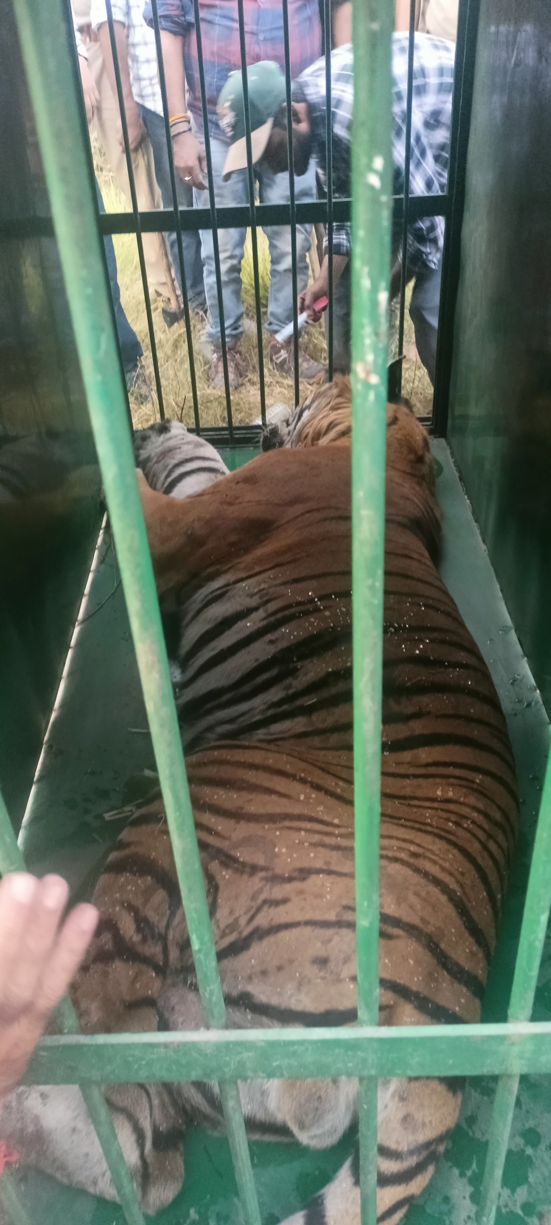 बाघ को रेस्क्यू करने के बाद मौजूद वन विभाग की टीम। स्रोत - विभाग बाघ को रेस्क्यू करने के बाद मौजूद वन विभाग की टीम। स्रोत - विभाग