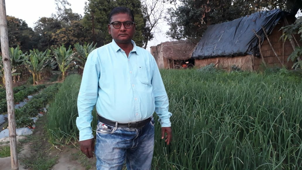 बांकेगंज में लहलहाती साठा धान की फसल। बांकेगंज में लहलहाती साठा धान की फसल।