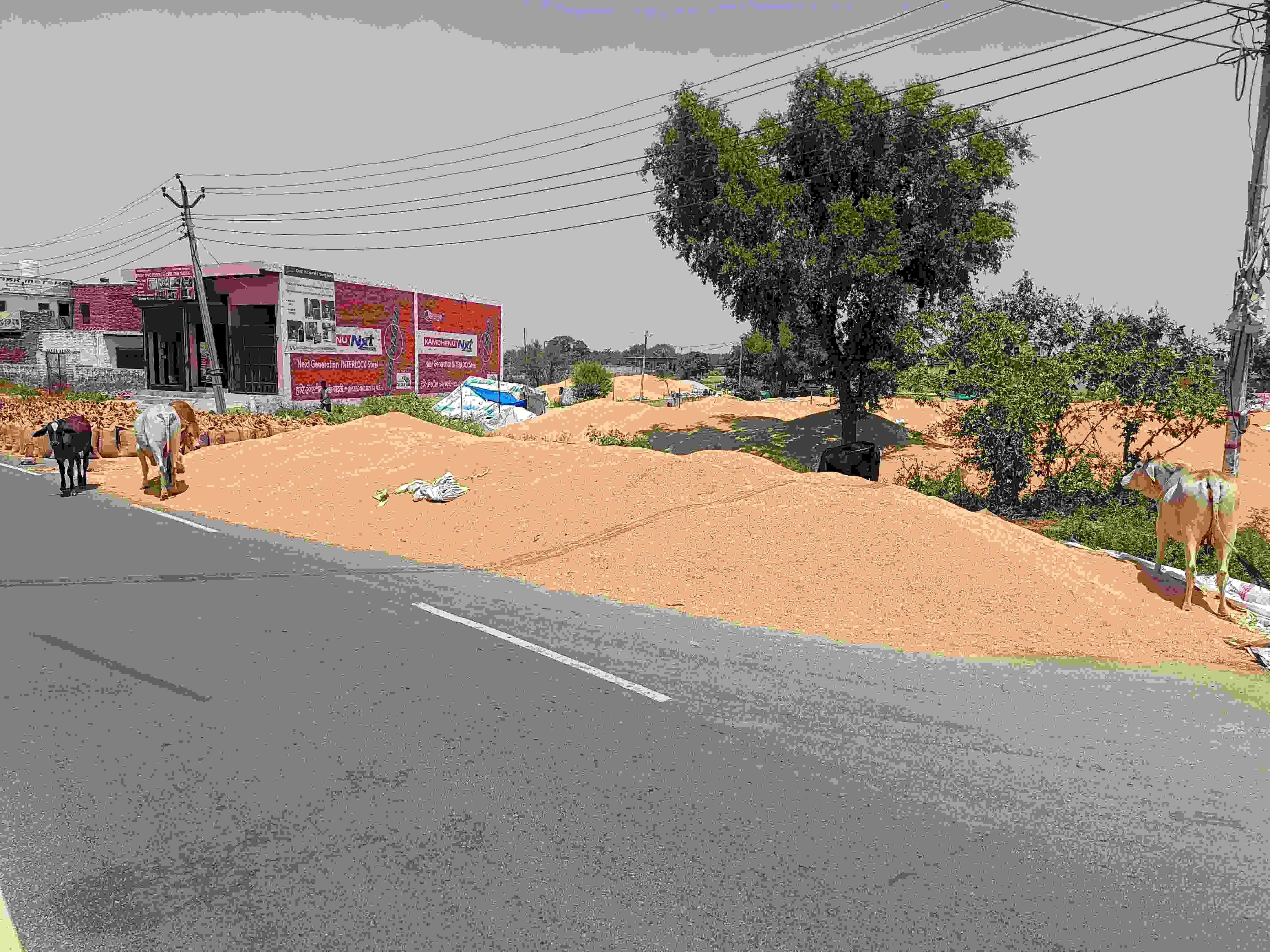 Market and footpaths full, wheat unloaded on roads Market and footpaths full, wheat unloaded on roads