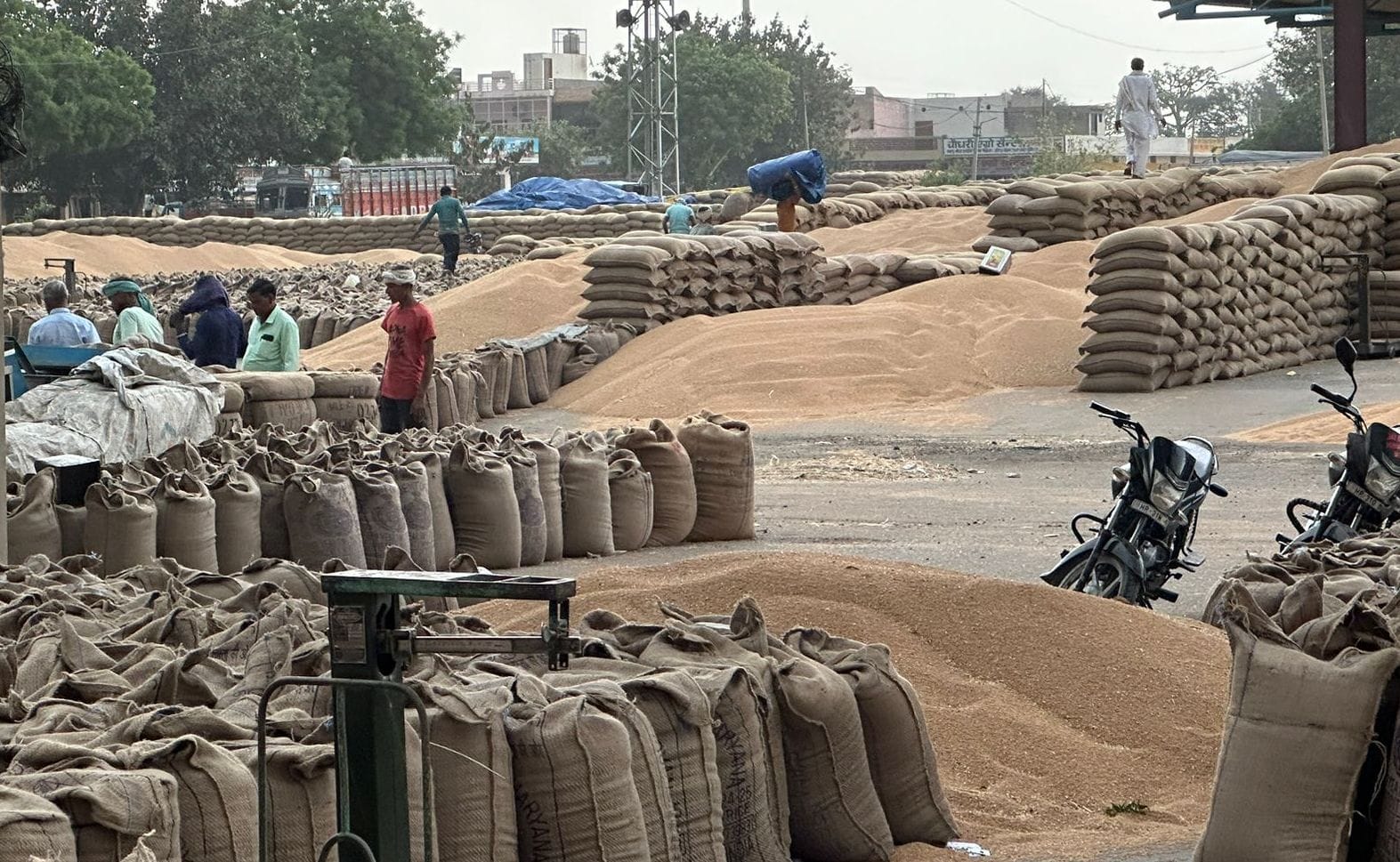 04जेएनडी10: अनाजमंडी में लगी गेहूं की ढेरियां। संवाद 04जेएनडी10: अनाजमंडी में लगी गेहूं की ढेरियां। संवाद