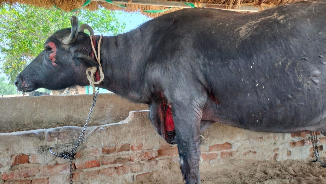 फोटो संख्या:63- चेलावास में आग लगने से जला ट्रैक्टर--स्रोत--संवाद फोटो संख्या:63- चेलावास में आग लगने से जला ट्रैक्टर--स्रोत--संवाद