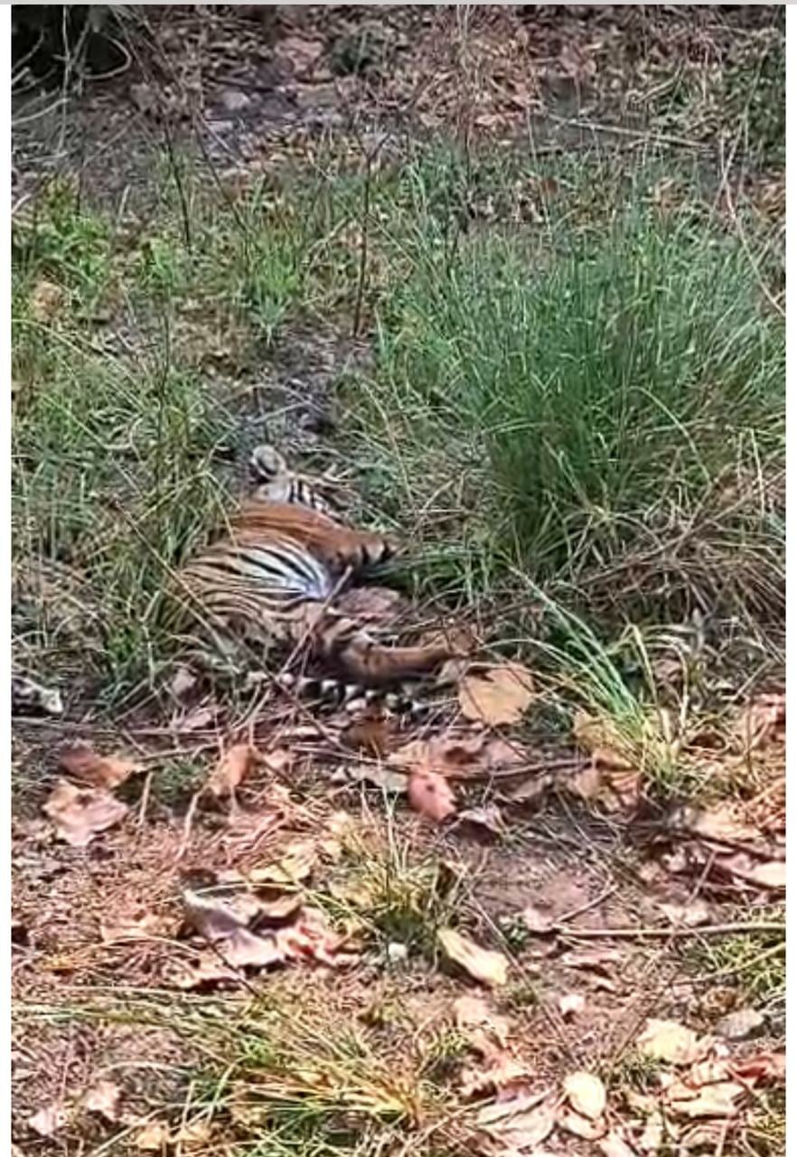 पिंजरे में कैद कर घायल बाघ शावक का इलाज शुरू किया गया। स्त्रोत-डीटीआर। पिंजरे में कैद कर घायल बाघ शावक का इलाज शुरू किया गया। स्त्रोत-डीटीआर।