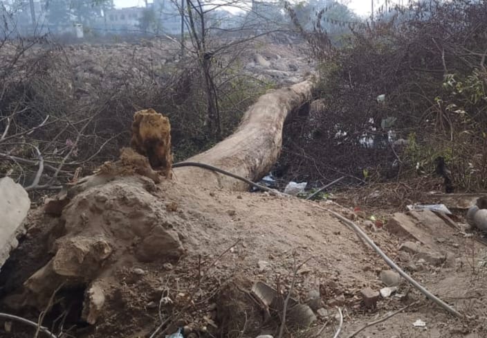 फोटो संख्या:68-ब्रह्मचारी रोड से सतनाली चौक सड़क मार्ग पर पड़ा पेड़--स्रोत--संवाद फोटो संख्या:68-ब्रह्मचारी रोड से सतनाली चौक सड़क मार्ग पर पड़ा पेड़--स्रोत--संवाद