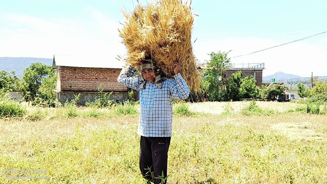 मौसम खुलते ही जोगिंद्रनगर में गेहूं कटाई के साथ फसल को घरों में पहुंचाते लोग ग्रामीण महिला। संव मौसम खुलते ही जोगिंद्रनगर में गेहूं कटाई के साथ फसल को घरों में पहुंचाते लोग ग्रामीण महिला। संव