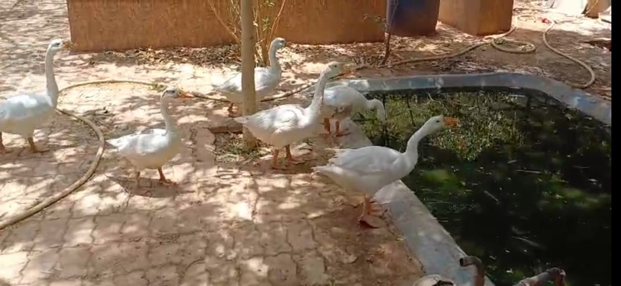 फोटो संख्या:54- गांव खुडाना में तेंदुआ दिखने के बाद मौके पर पहुंची वन्य प्राणी विभाग की गाड़ी-- फोटो संख्या:54- गांव खुडाना में तेंदुआ दिखने के बाद मौके पर पहुंची वन्य प्राणी विभाग की गाड़ी--
