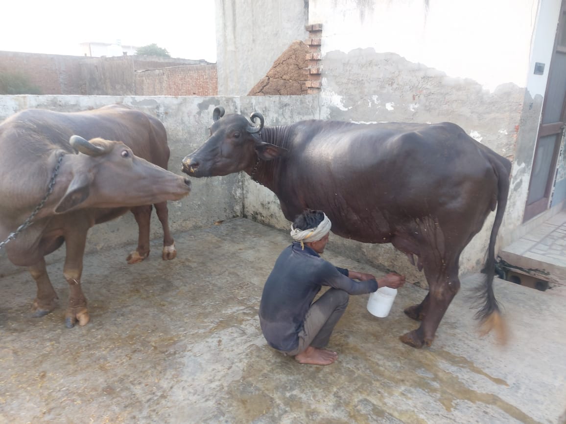 कुरुक्षेत्र। दीदार नगर स्थित डेयरी में पशअुों को गर्मी से बचाने के लिए लगाए गए टाट। संवाद कुरुक्षेत्र। दीदार नगर स्थित डेयरी में पशअुों को गर्मी से बचाने के लिए लगाए गए टाट। संवाद